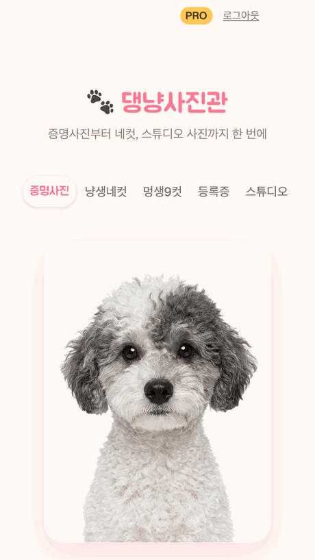 댕냥사진관 앱 화면